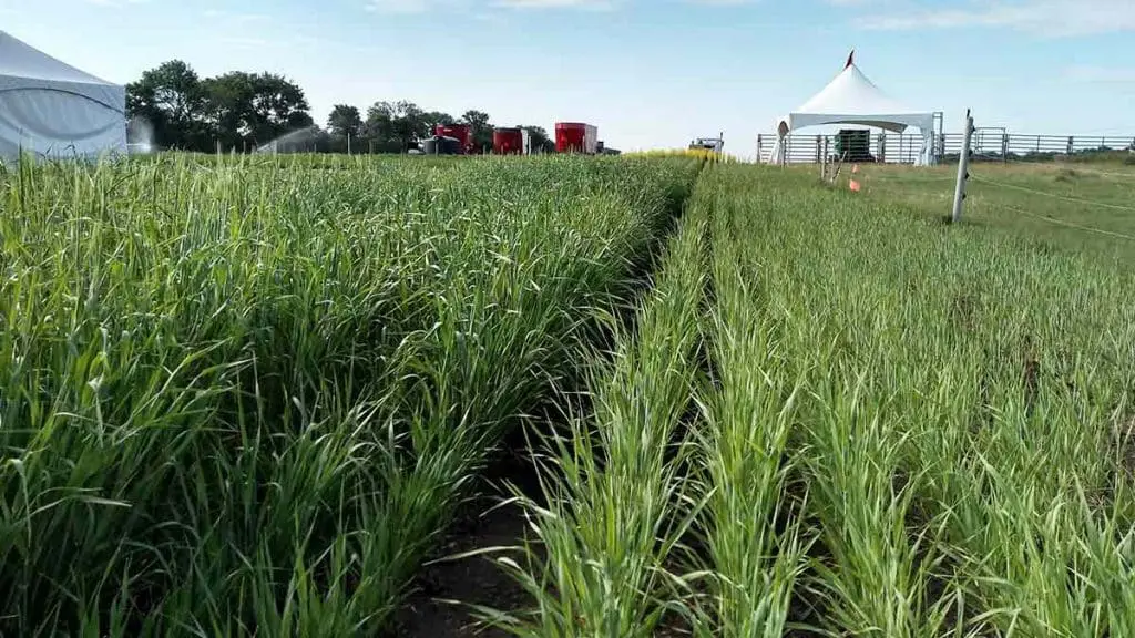 hog manure as fertilizer