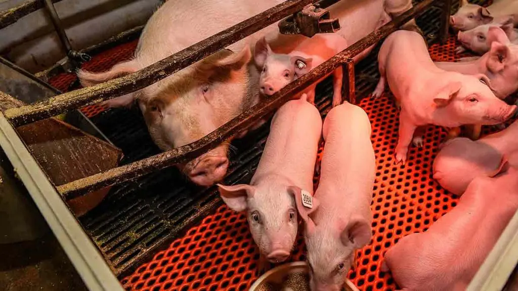 pigs farrowing barn