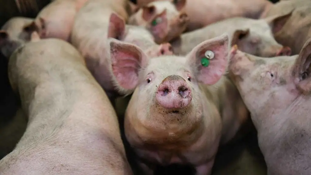 feeder pigs