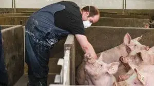 feeder pigs and man