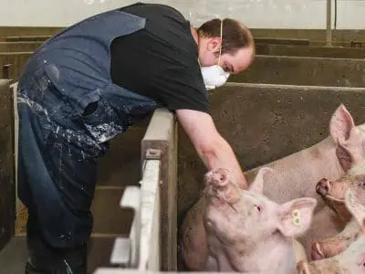 feeder pigs and man