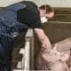 feeder pigs and man