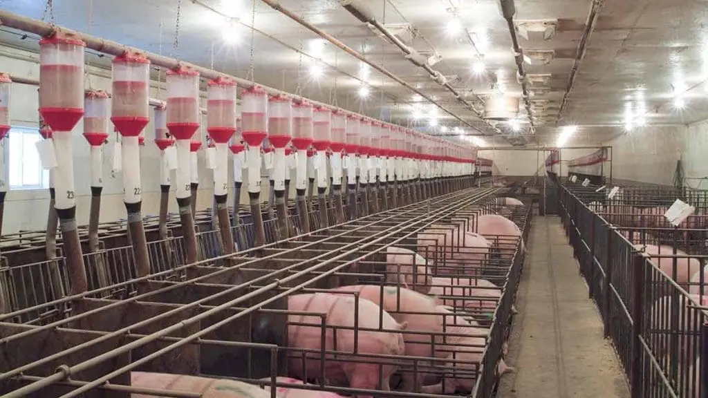 gestation barn pigs
