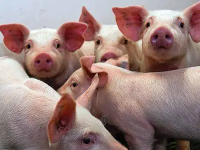 nursery piglets