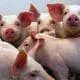 nursery piglets