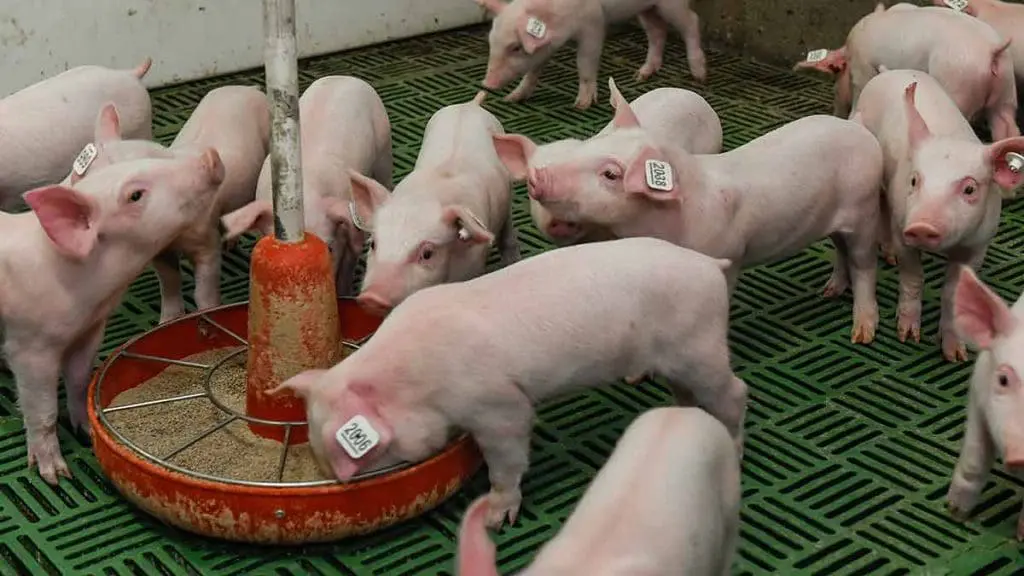 nursery piglets eating