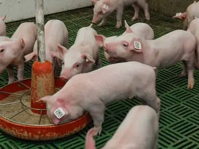 nursery piglets eating