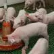 nursery piglets eating