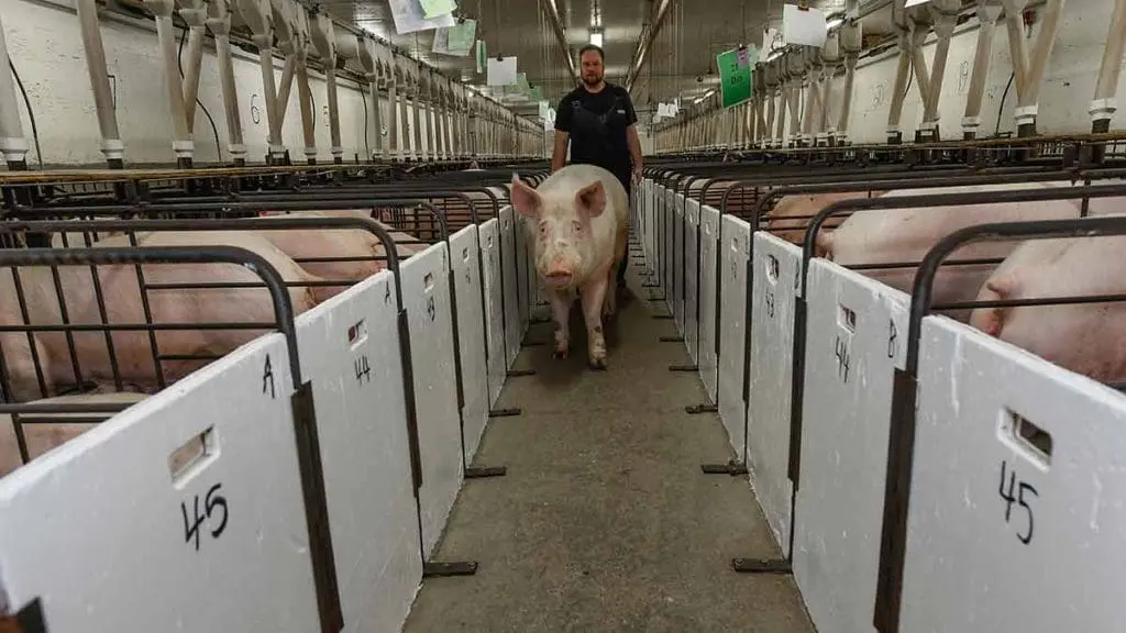 pigs gestation barn