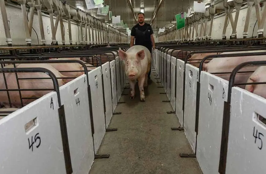 pigs gestation barn