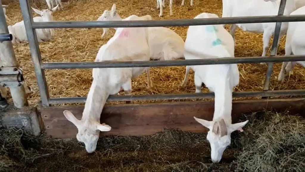 dairy goats