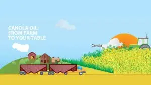 canola from farm to table