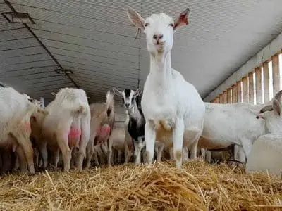 dairy-goat-farm