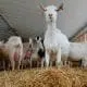 dairy-goat-farm