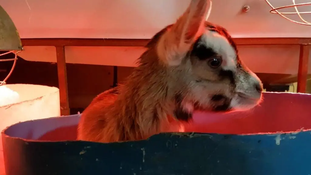 dairy goat kid