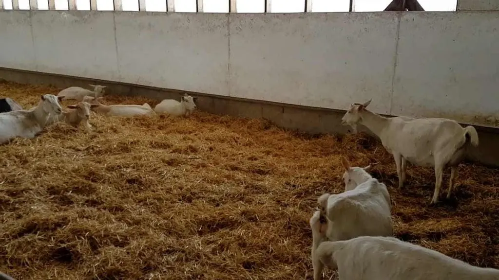 dairy-goats-pregnant-does