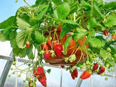 strawberry hanger