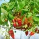 strawberry hanger