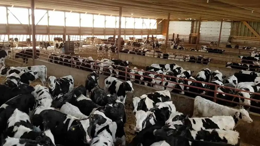 veal cattle at 600lbs