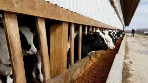Veal Cattle weighing 600 lbs