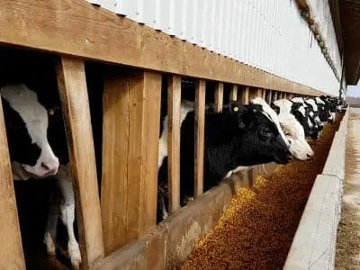 Veal Cattle weighing 600 lbs