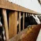 Veal Cattle weighing 600 lbs