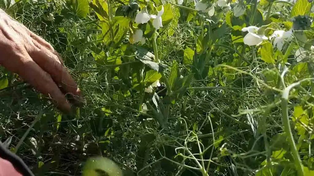 pea plants