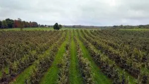 apple orchard