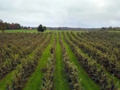 apple orchard