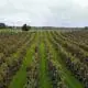apple orchard