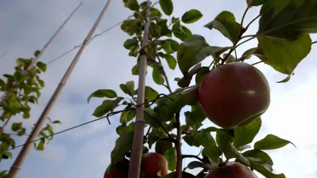 apple trellis