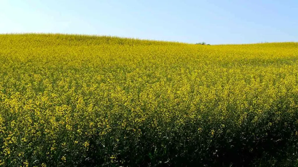 canola in bloom