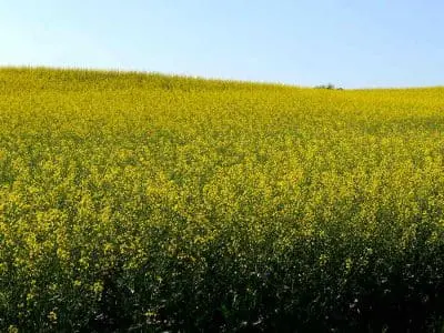 canola in bloom