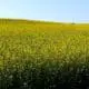canola in bloom