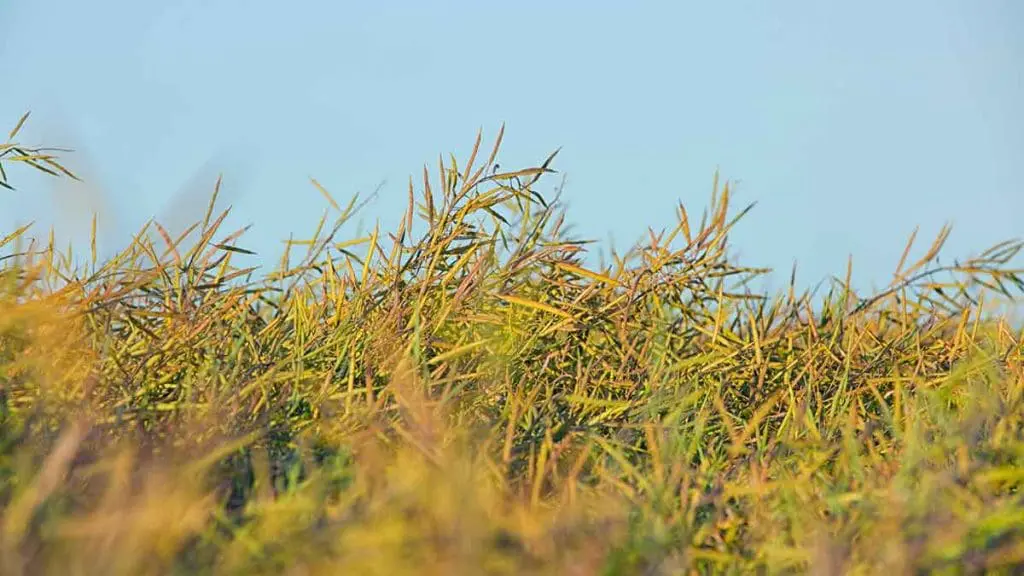 canola pods