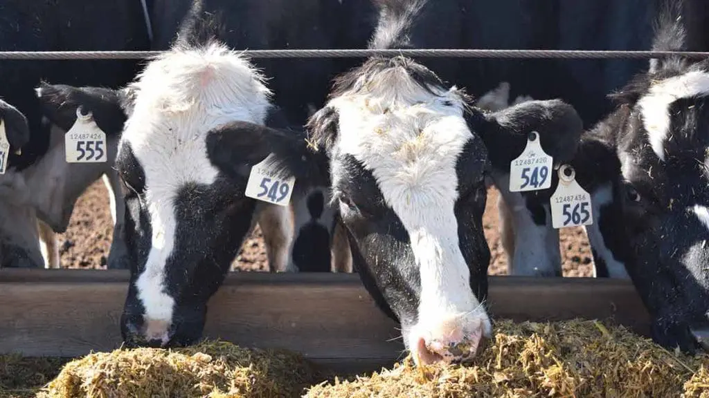 dairy cow feed
