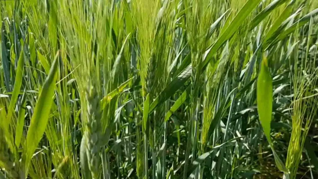 durum