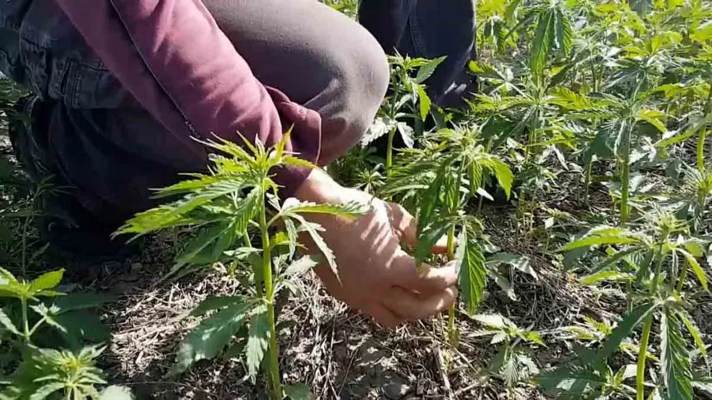 hemp plants