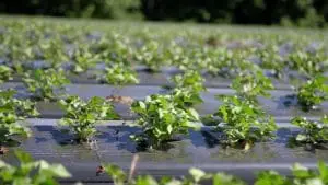 sweet potato plant