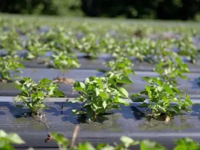 sweet potato plant