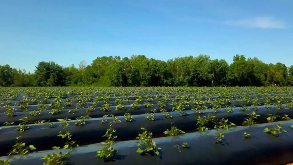 sweet potatoes in field