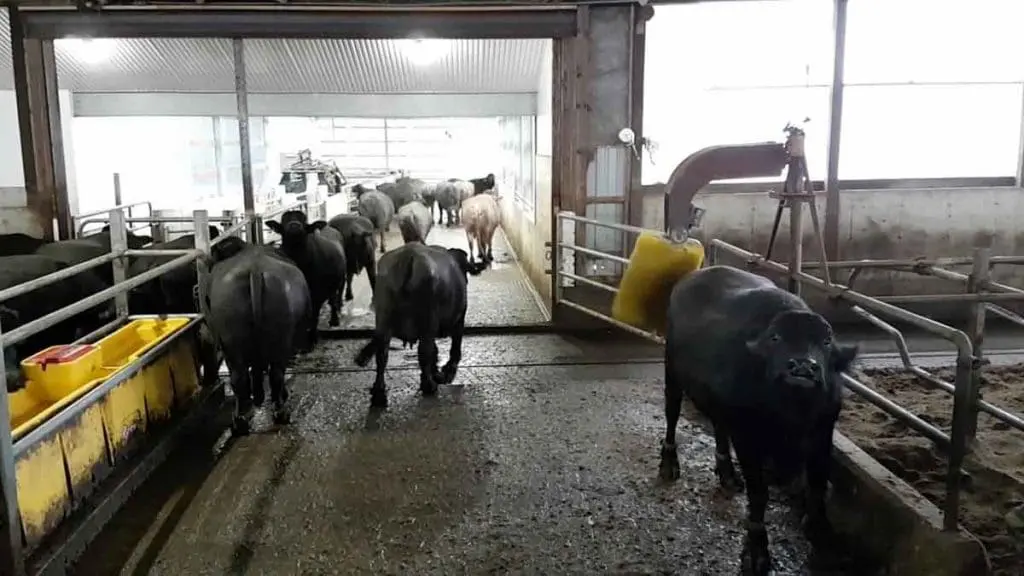 water buffalo barn