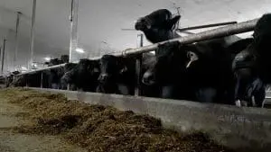 water buffalo in a barn