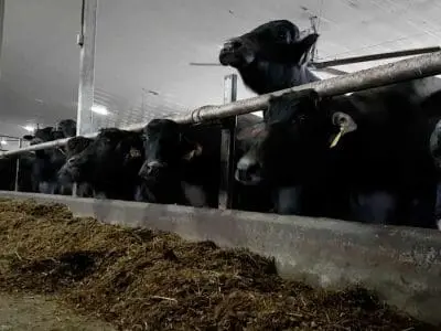 water buffalo in a barn