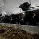 water buffalo in a barn