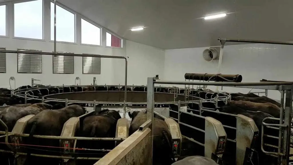milking a water buffalo