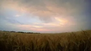 wheat field