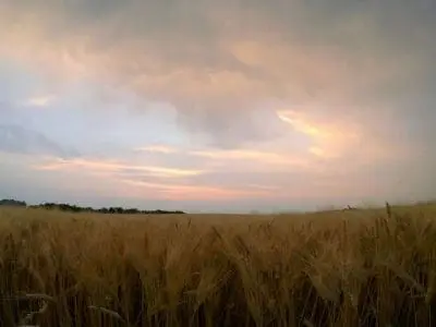 wheat field