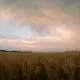 wheat field