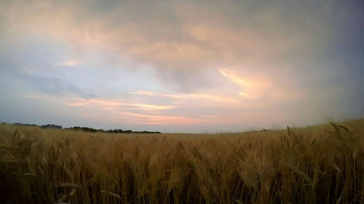 wheat field